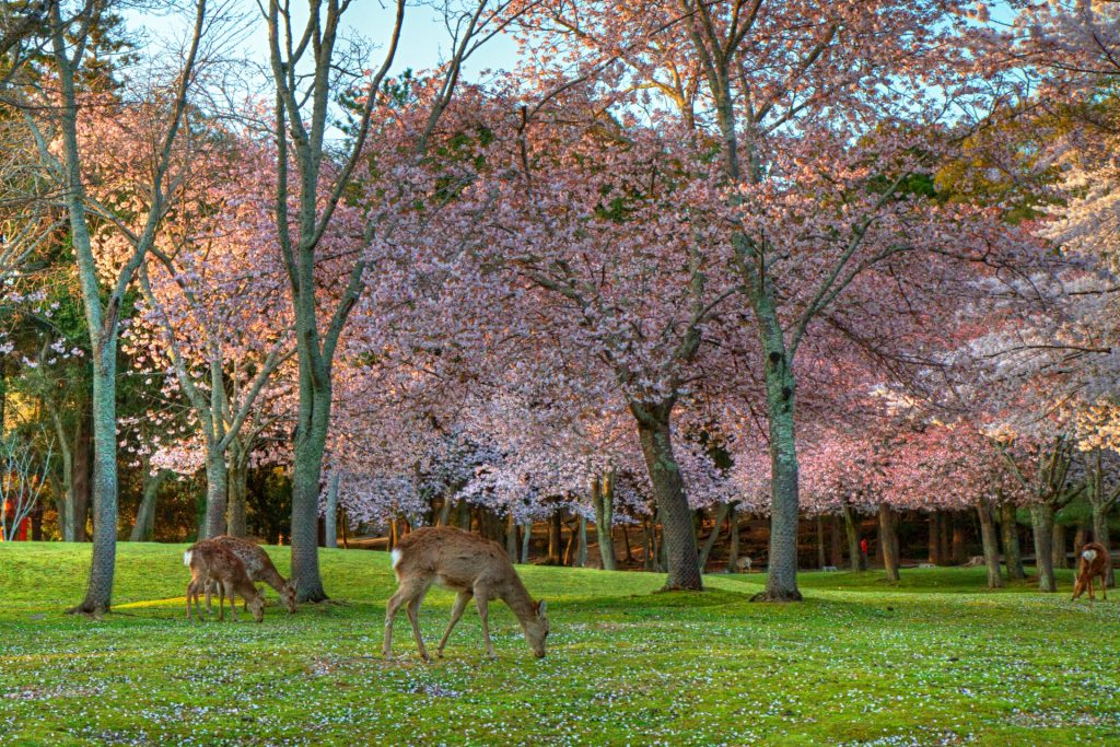 Nara Park Deer Spring