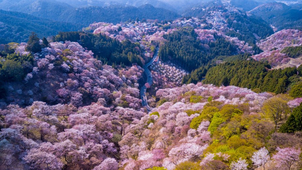 Yoshino mountain covered by full blossom cherry trees, Nara province