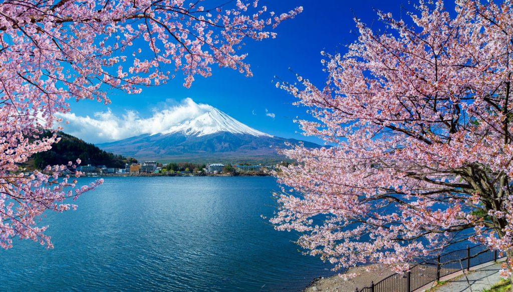 Mt Fuji with Cherry Blossoms at Lake Kawaguchi