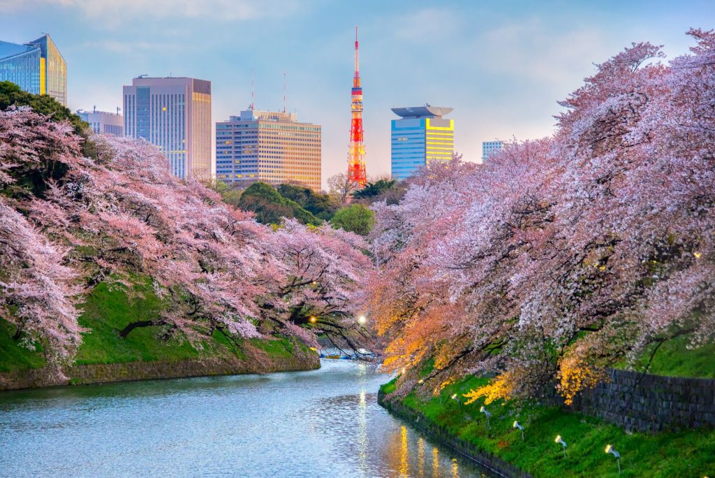 Chidorigafuchi park during the spring season this area is popular sakura spot at Tokyo, Japan