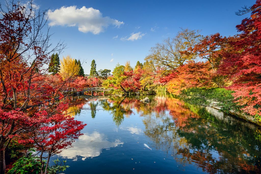 Kyoto Autumn Leaves In The Park