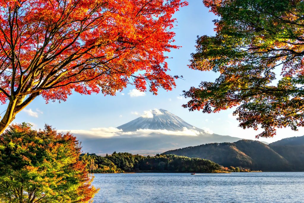 Mt Fuji In The Background Of Autumn Leaves