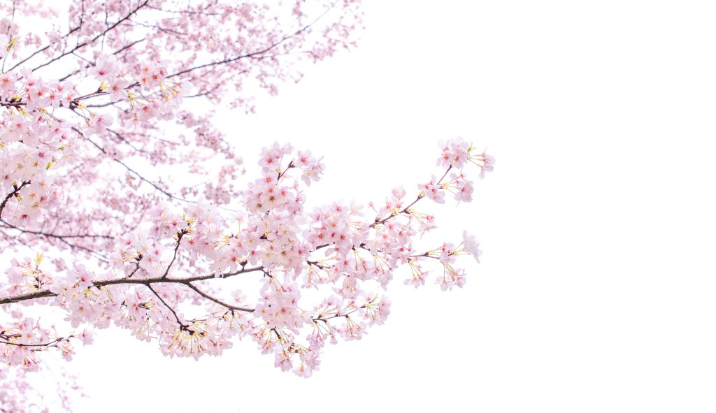 Isolated,sakura,tree