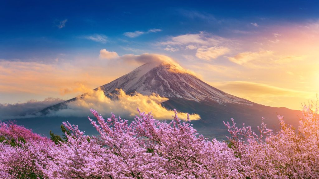 Mt Fuji Cherry Blossom, Sunset
