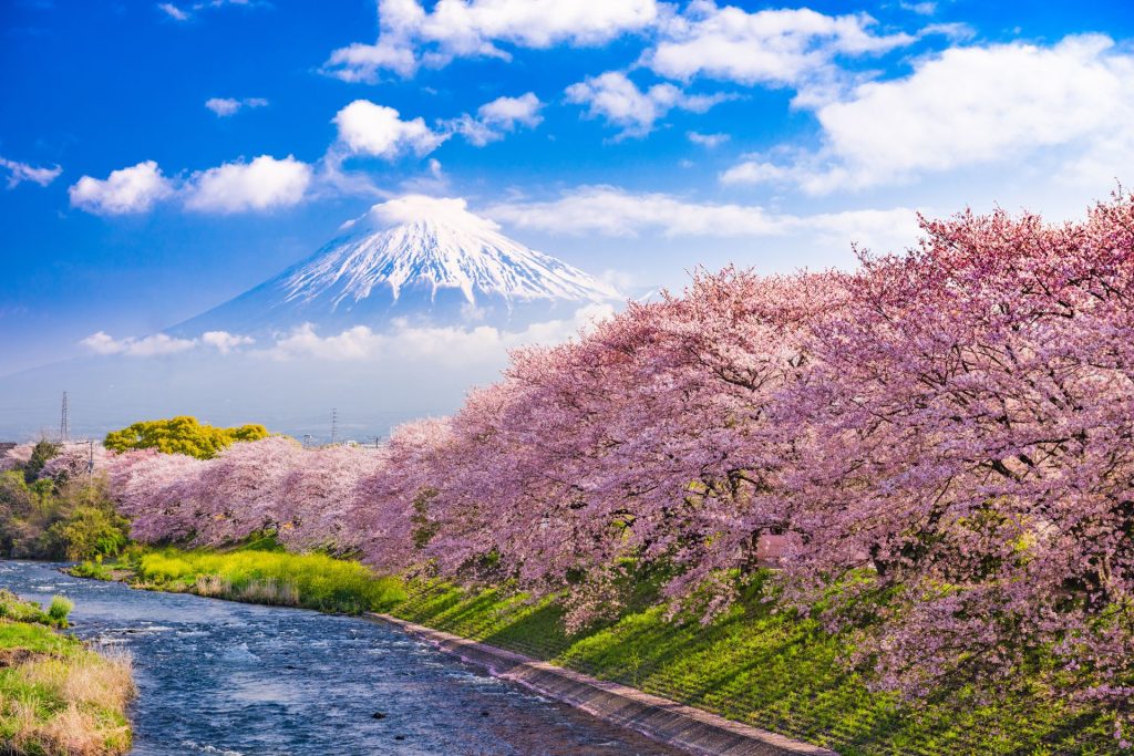 Mt Fuji In Spring With A River In The Foreground
